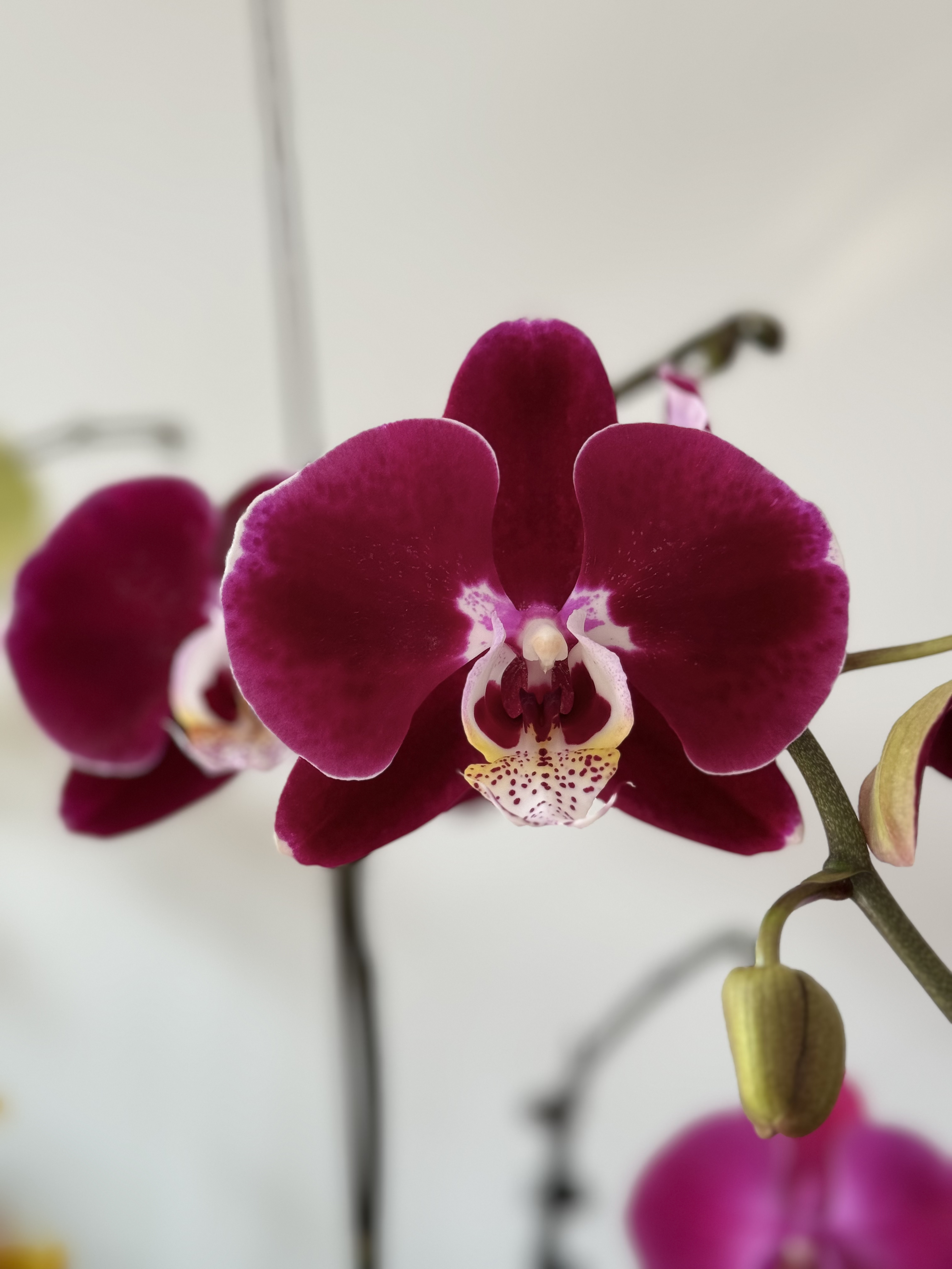 幻影蝴蝶兰3.5爆根抽梗苗