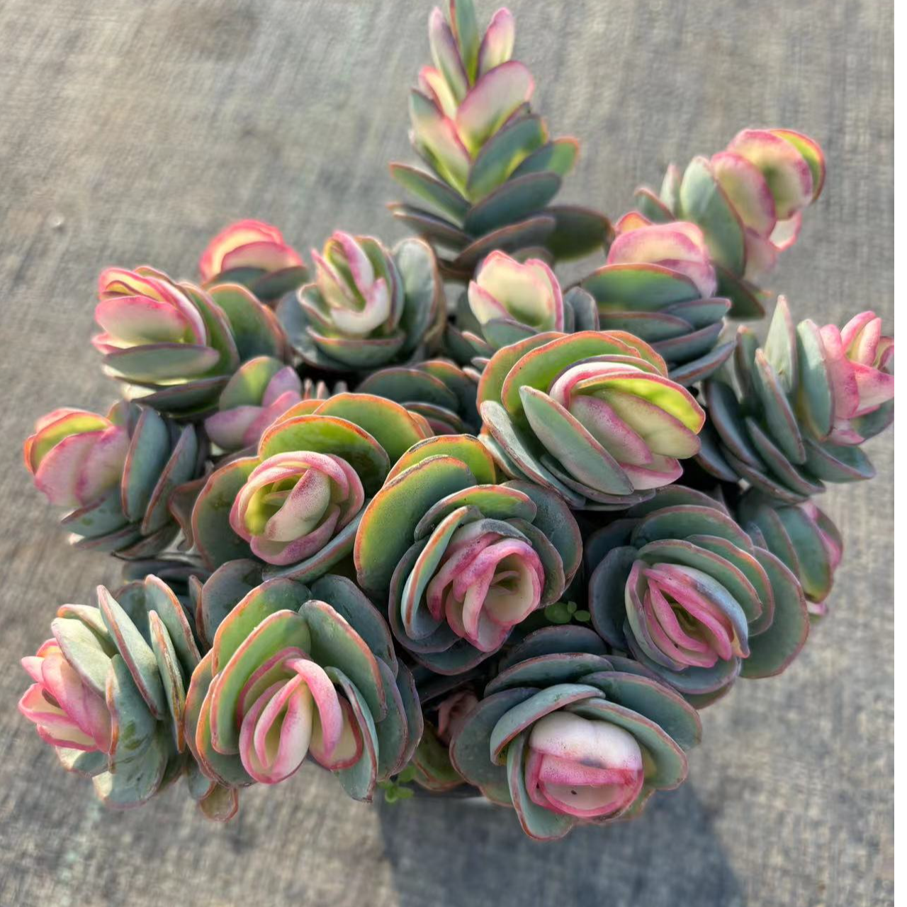 ［贝壳锦］好运来多肉 （满18包邮） 新手好养 带盆土发