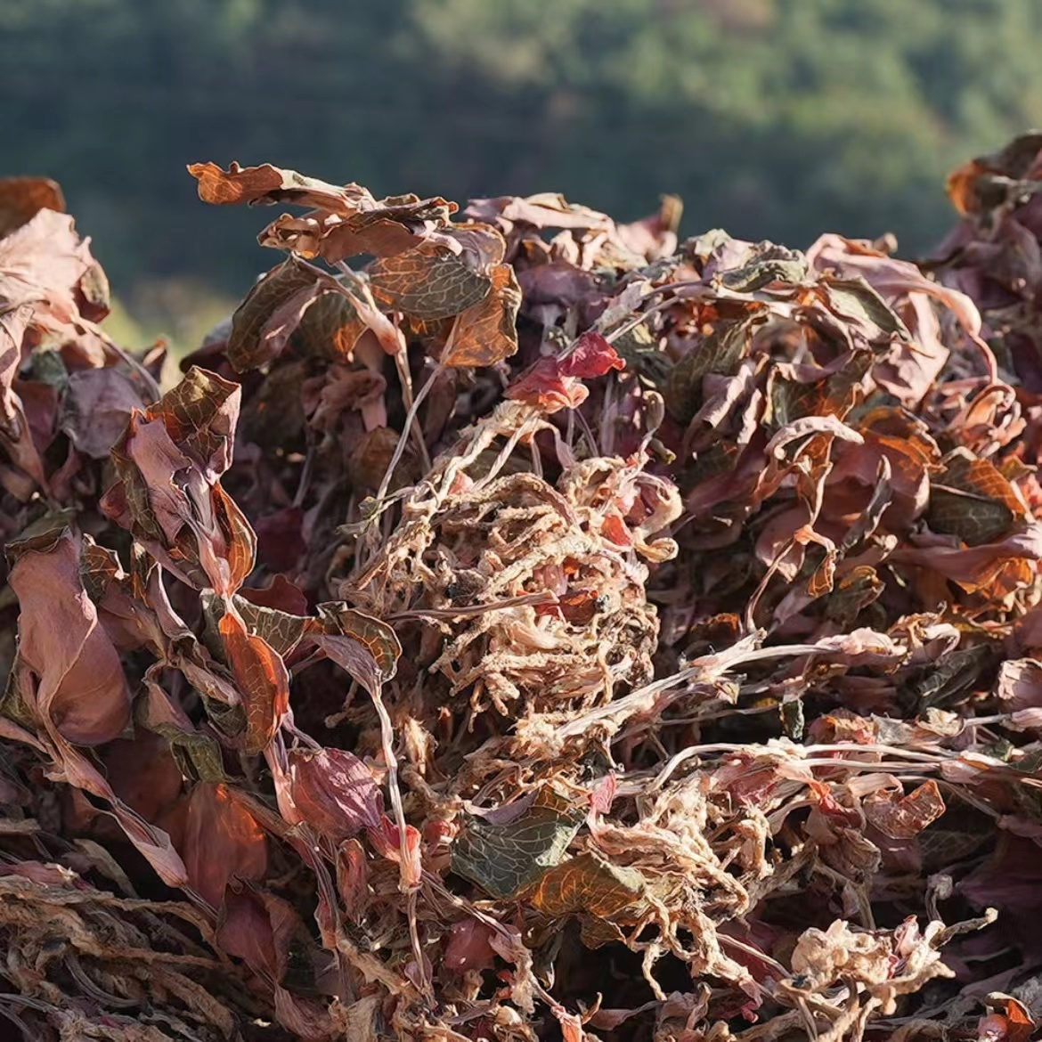 【小杏山货】云南高海拔金线莲整株 （可搭配枸杞泡水）