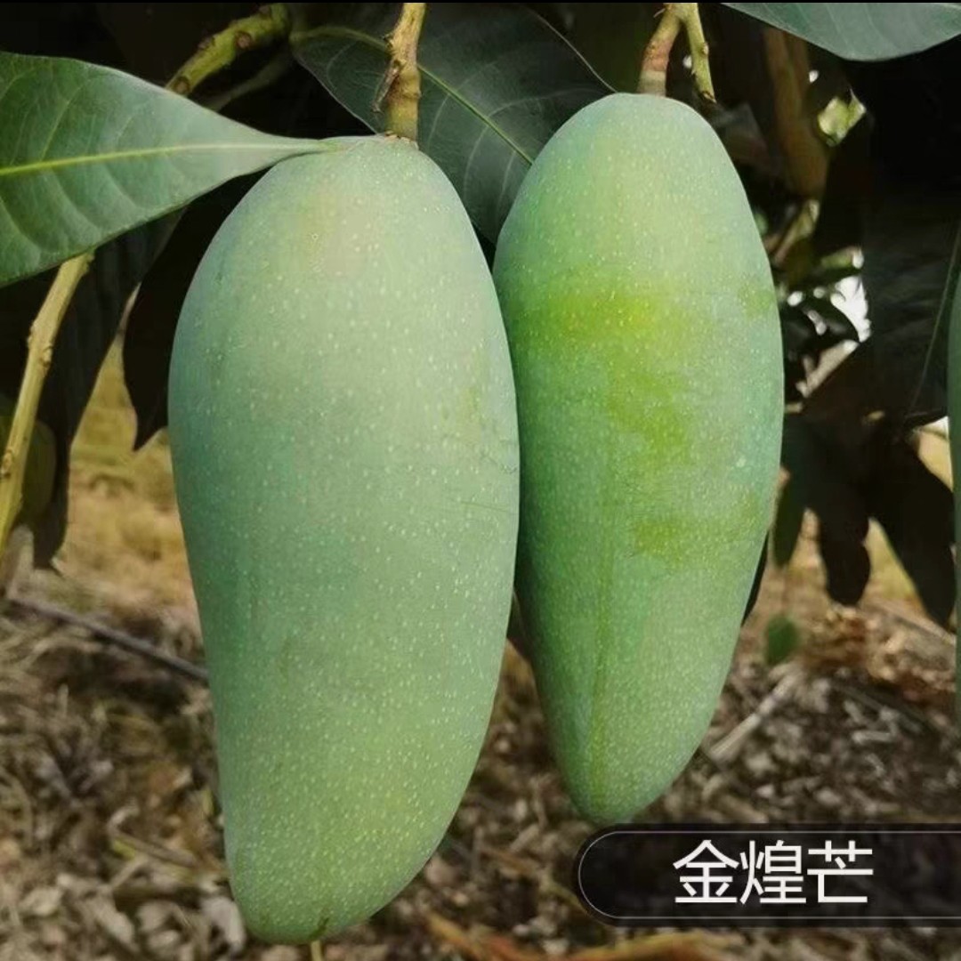 广西芒果苗金煌芒果树苗四季芒果树嫁接苗桂七芒果树苗可盆栽地栽
