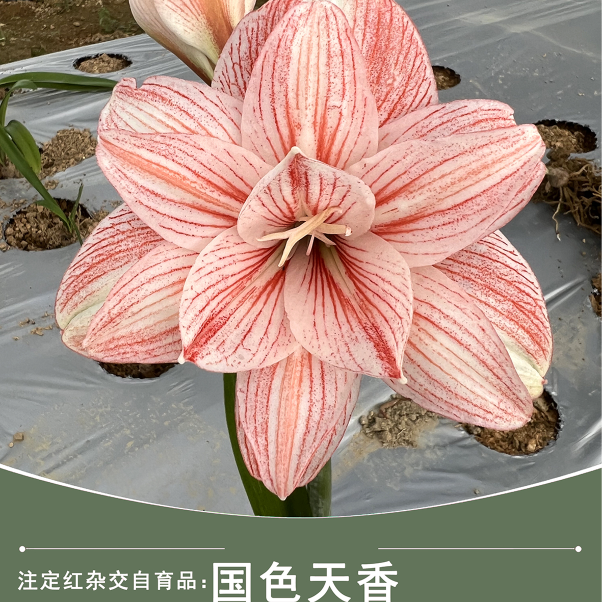 新品朱顶红【国色天香】杂交重瓣朱/春季花卉花开