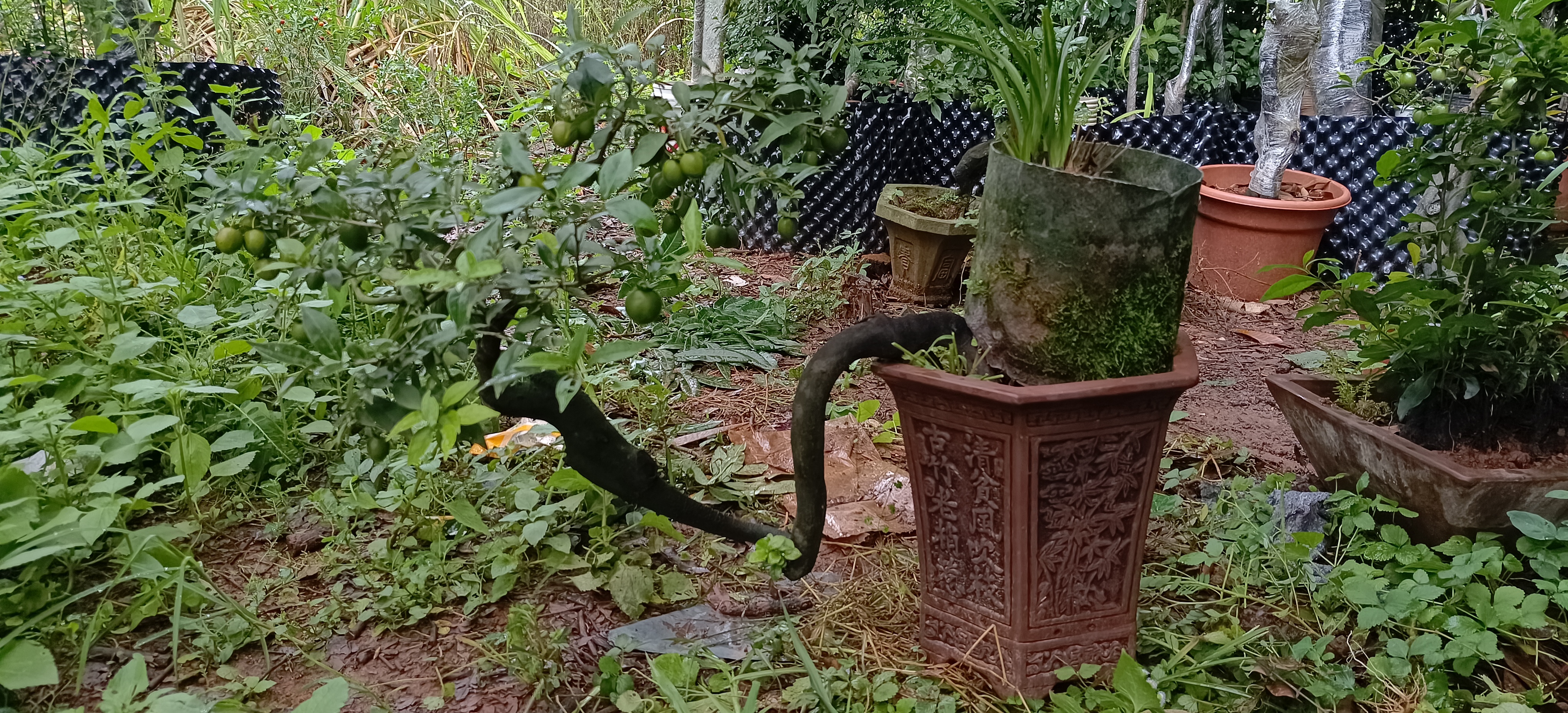 灌木金弹子熟桩亮皮血红果