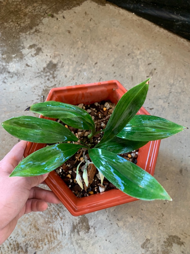 兔耳兰会开花自己找的