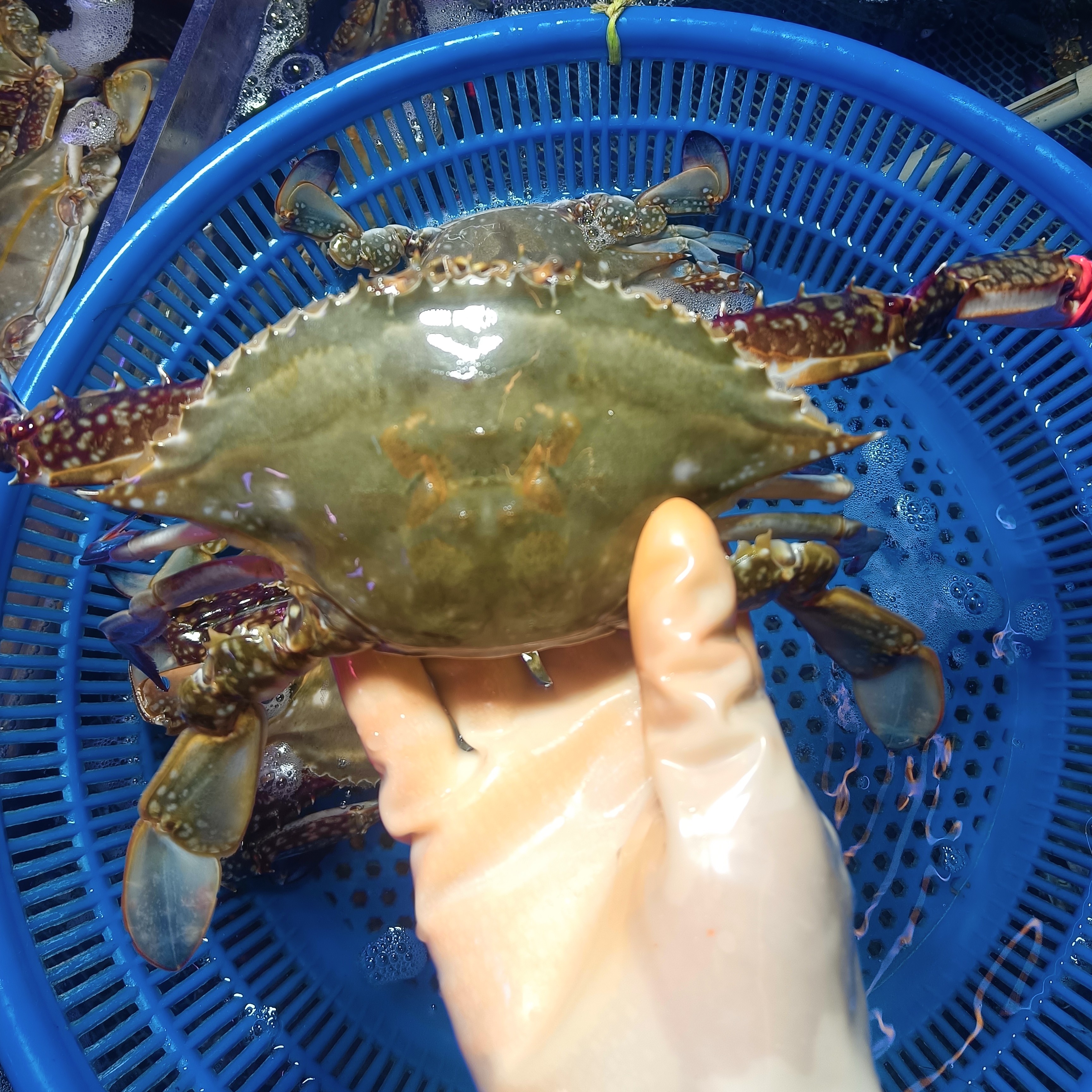 【保鲜不保活】天津公蟹3斤6至 9只，每只3至6两 运输掉爪介意勿拍