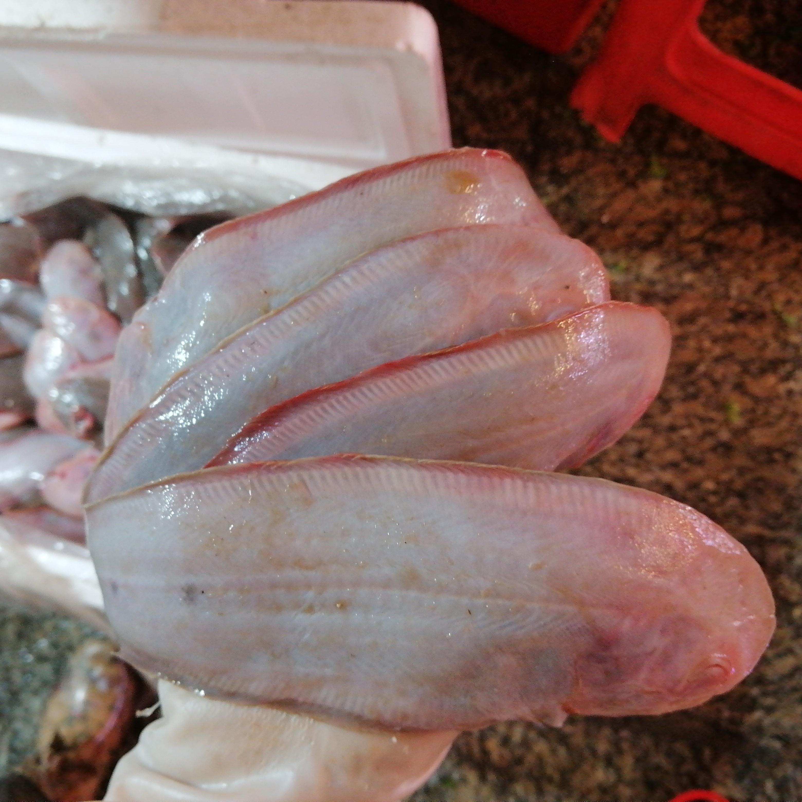渤海湾小鳎目鱼1两左右，肉质细腻，入口即化！