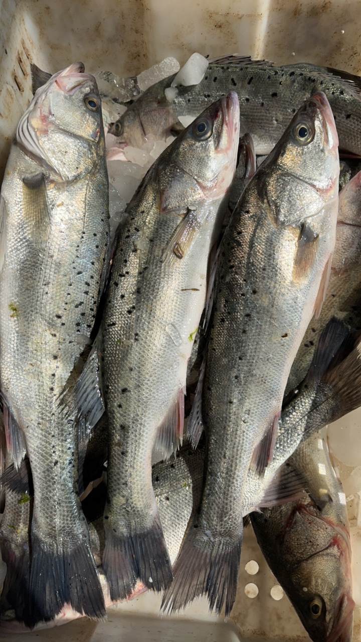 大连当地野生海鲈鱼