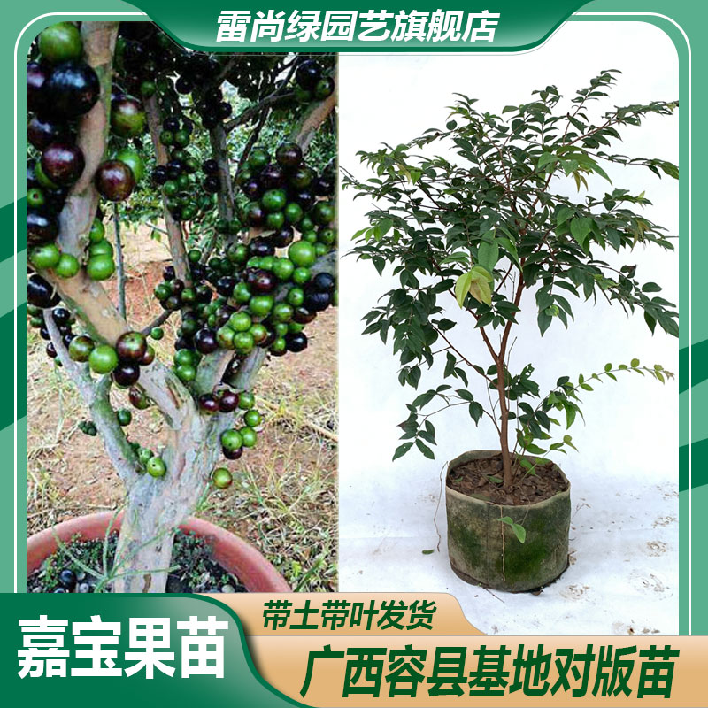 LEISHANGLU/雷尚绿嘉宝果树苗四季结果盆栽种植包邮养护果苗葡萄
