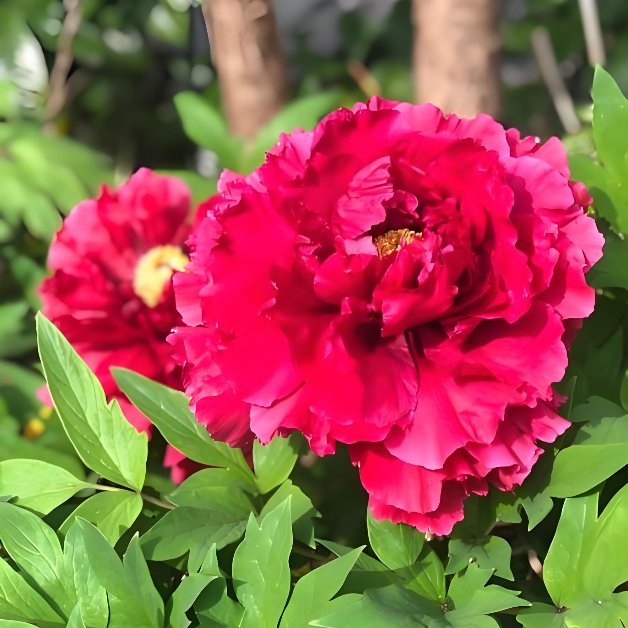 【日暮】洛阳精品观赏牡丹基地直发长相思大大