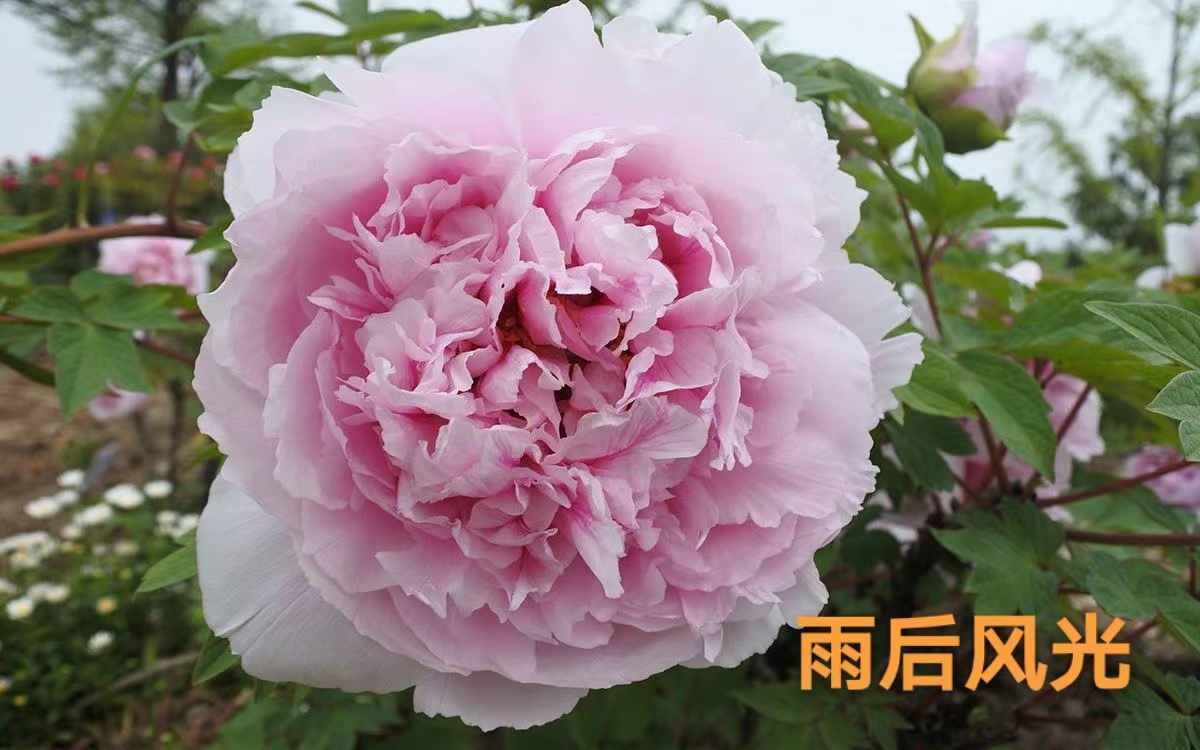【雨后风光】洛阳精品观赏牡丹基地直发