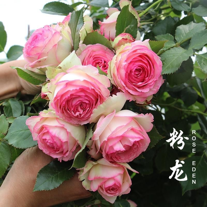 《粉色龙沙宝石》爬藤月季蔷薇大苗藤本月季四季庭院植物