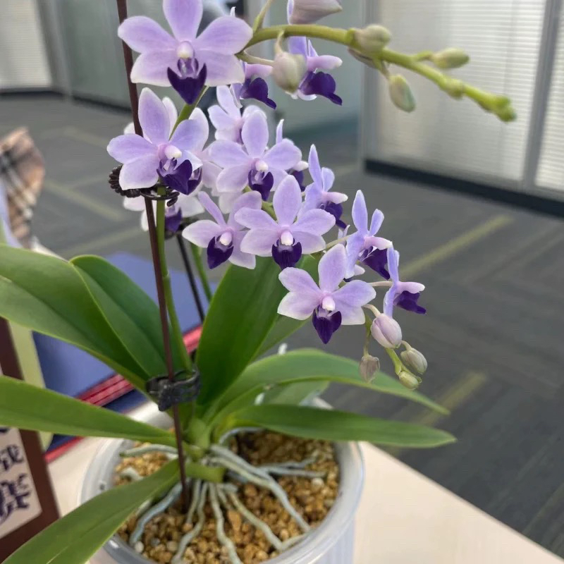 【小茴子】2.8寸杯苗 【蓝宝石】小花型续花品种蝴蝶兰 