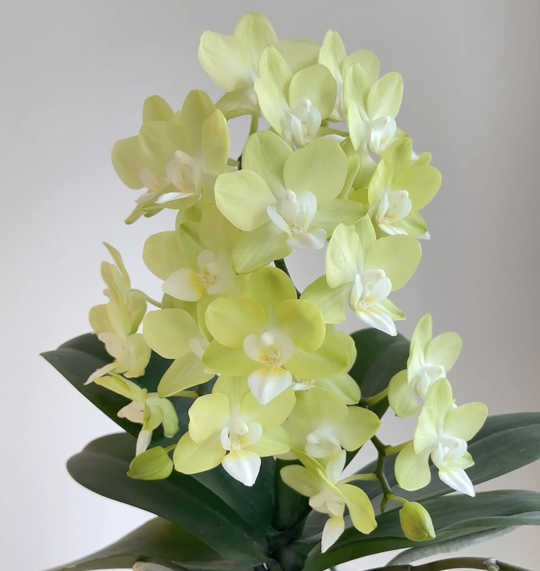 【薄荷糖】2.8寸杯苗 绿色清爽型丰花蝴蝶兰（满2单包邮）