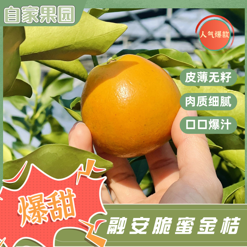 第三代-自家果园融安脆蜜金桔新鲜水果果王试吃甜脆无核多汁皮薄