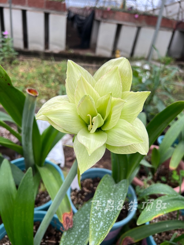 【朱顶红青苹果】飞鸟朱顶红2厘米小球包对版到手不包养护