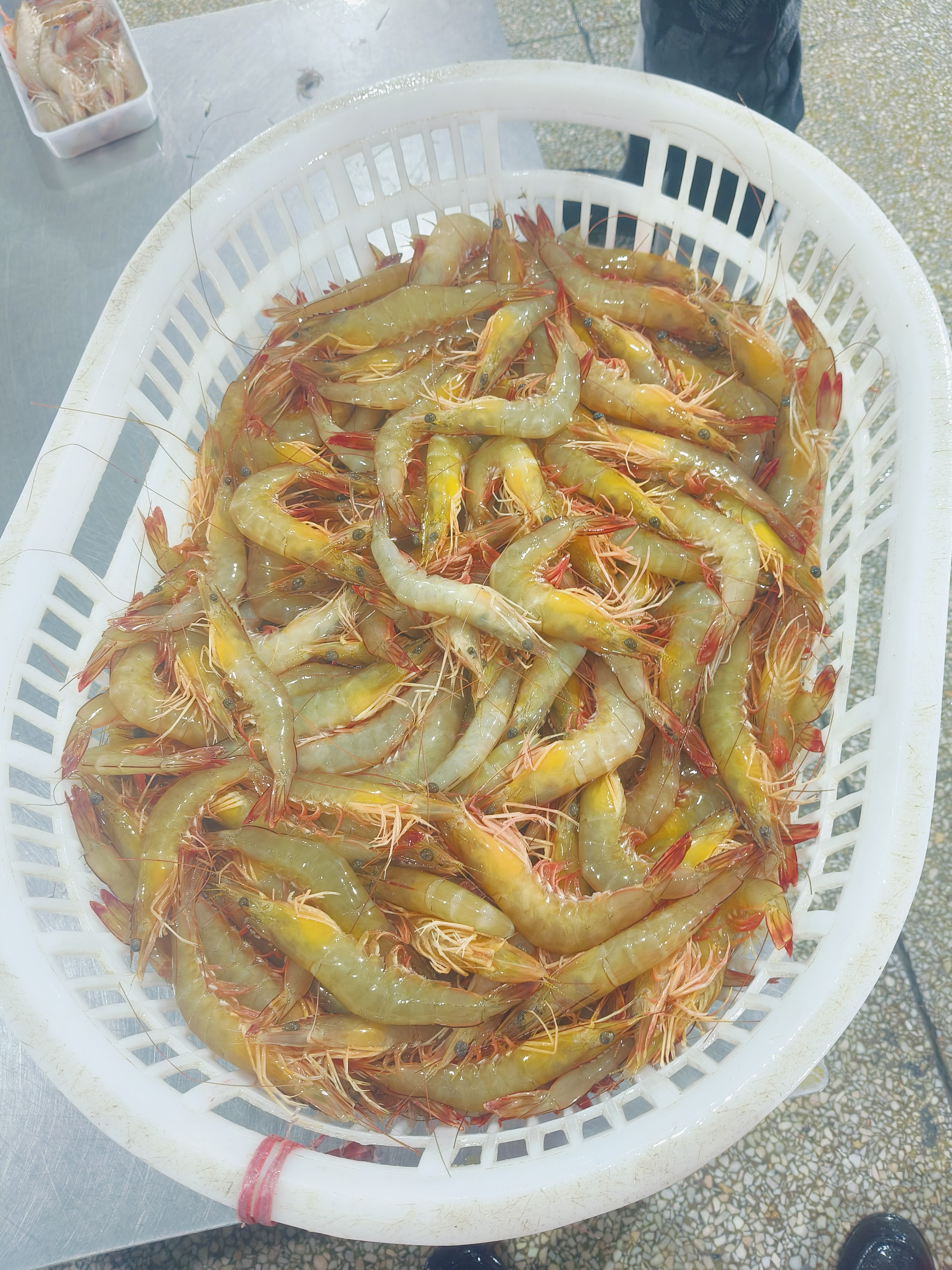 野生海捕明虾 也叫白丁虾 白刺虾 白对虾 黄金虾。