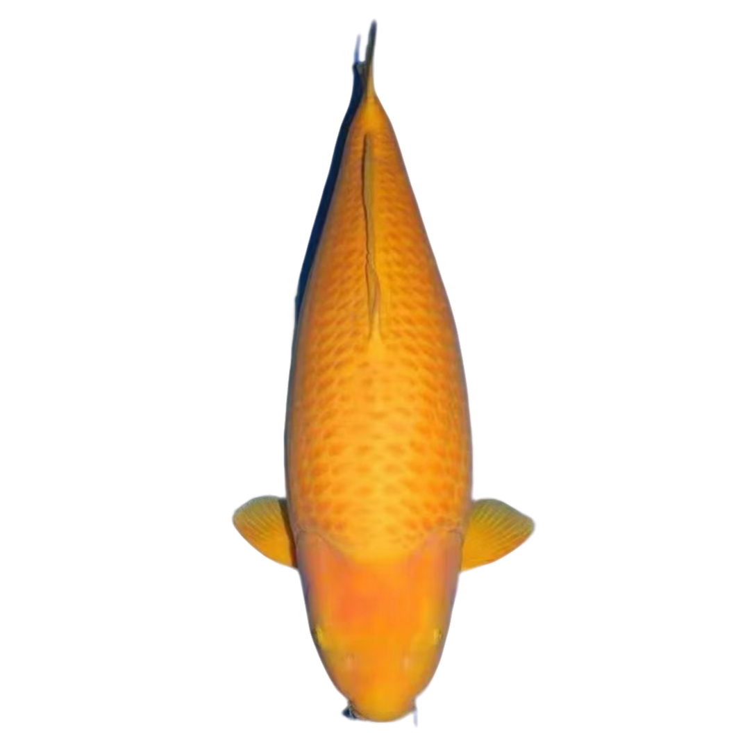 介子鲤鱼饲料冷水鱼直发大正丹顶昭和红白介子火锦鲤观赏鱼