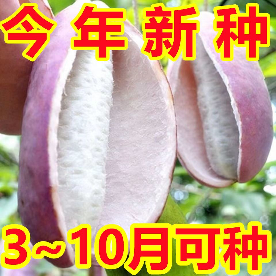 【今年新种】野生八月瓜种子八月瓜爬藤食用水果无籽八月炸水果