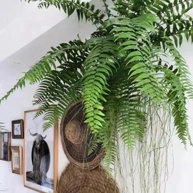 霸王垂调石蕨类植物客厅书房办公室净化空气吸甲醛好养