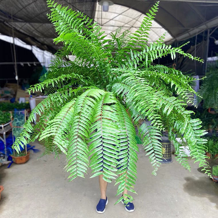 室内客厅蕨类植物一物一拍