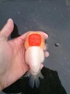 大头兰寿重墨红白奶花樱花兰寿观赏鱼