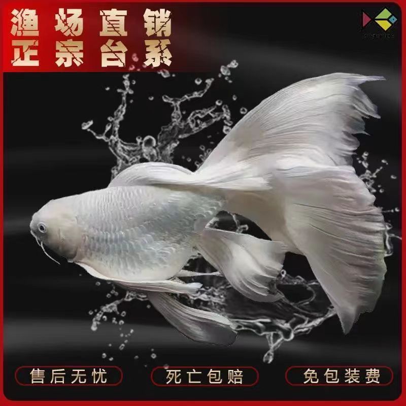 台湾蝴蝶鲤鱼纯种短身球形长尾贵妃鲤鱼苗小鱼活鱼小型鱼观赏鱼