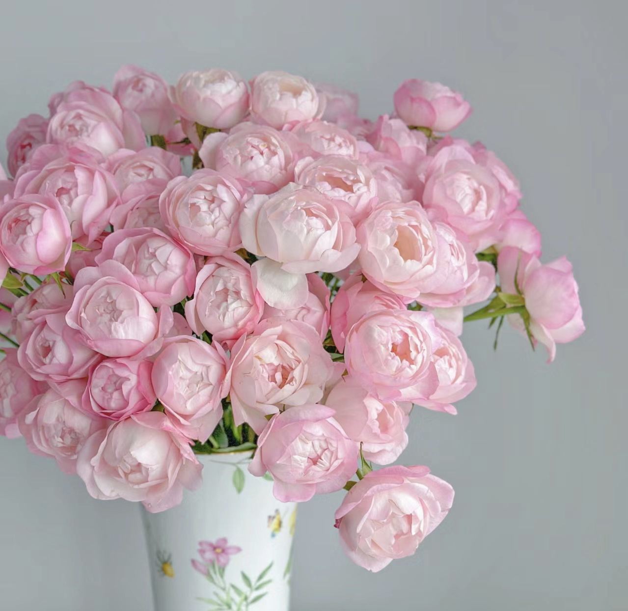 【草莓杏仁饼】粉色包子型丰花直立灌木月季