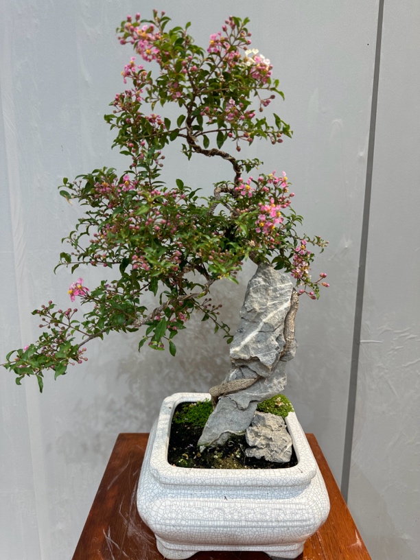 李氏樱花直播专用一物一拍