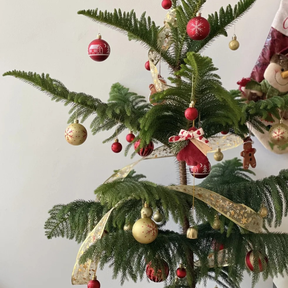 【圣诞树】鲜切南洋杉圣诞节可DIY家居装饰摆件
