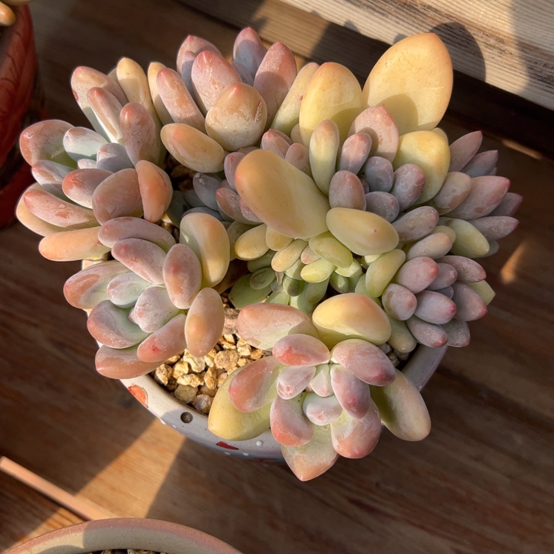 黄体精控香水小老桩多肉植物