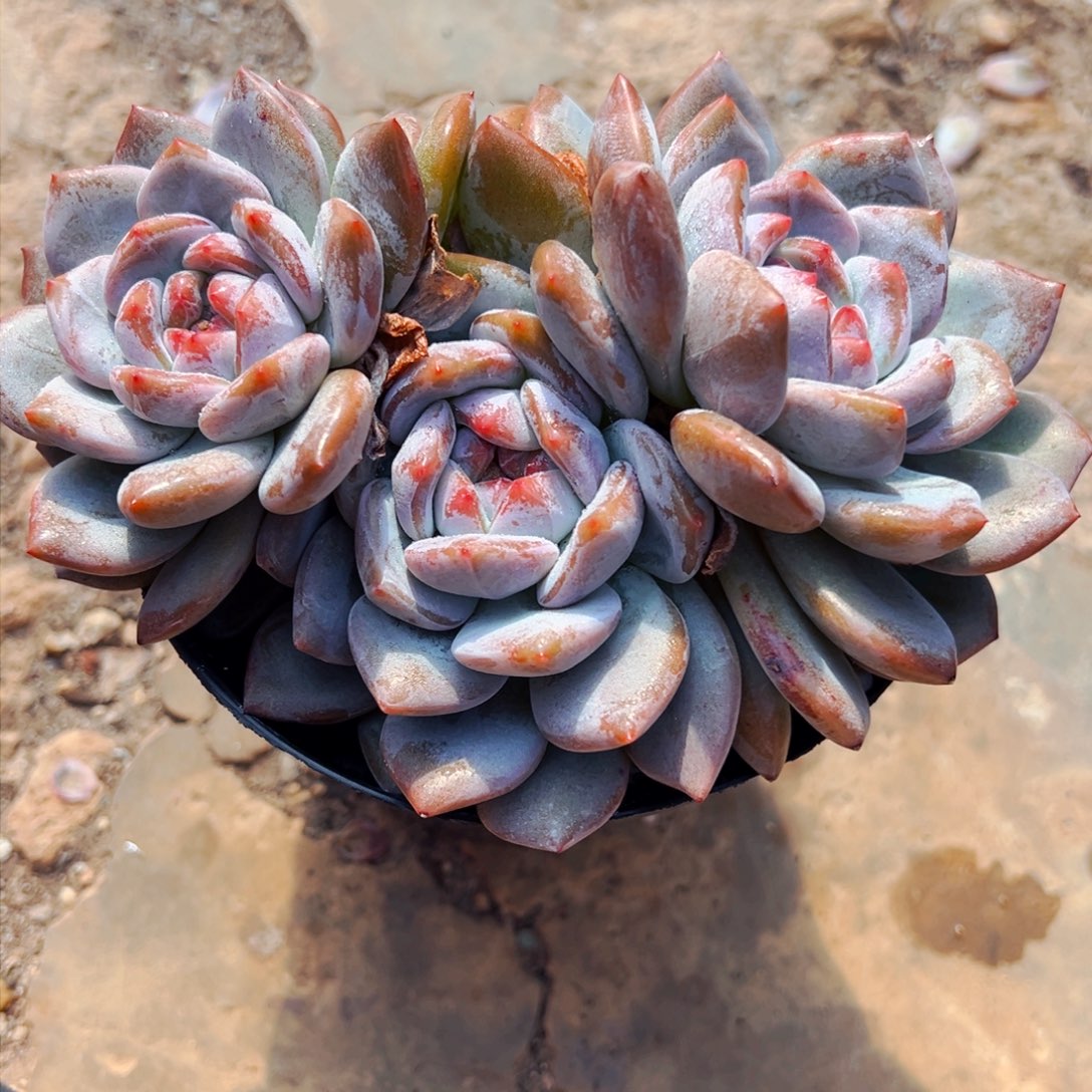 糖心石榴子星影多肉植物