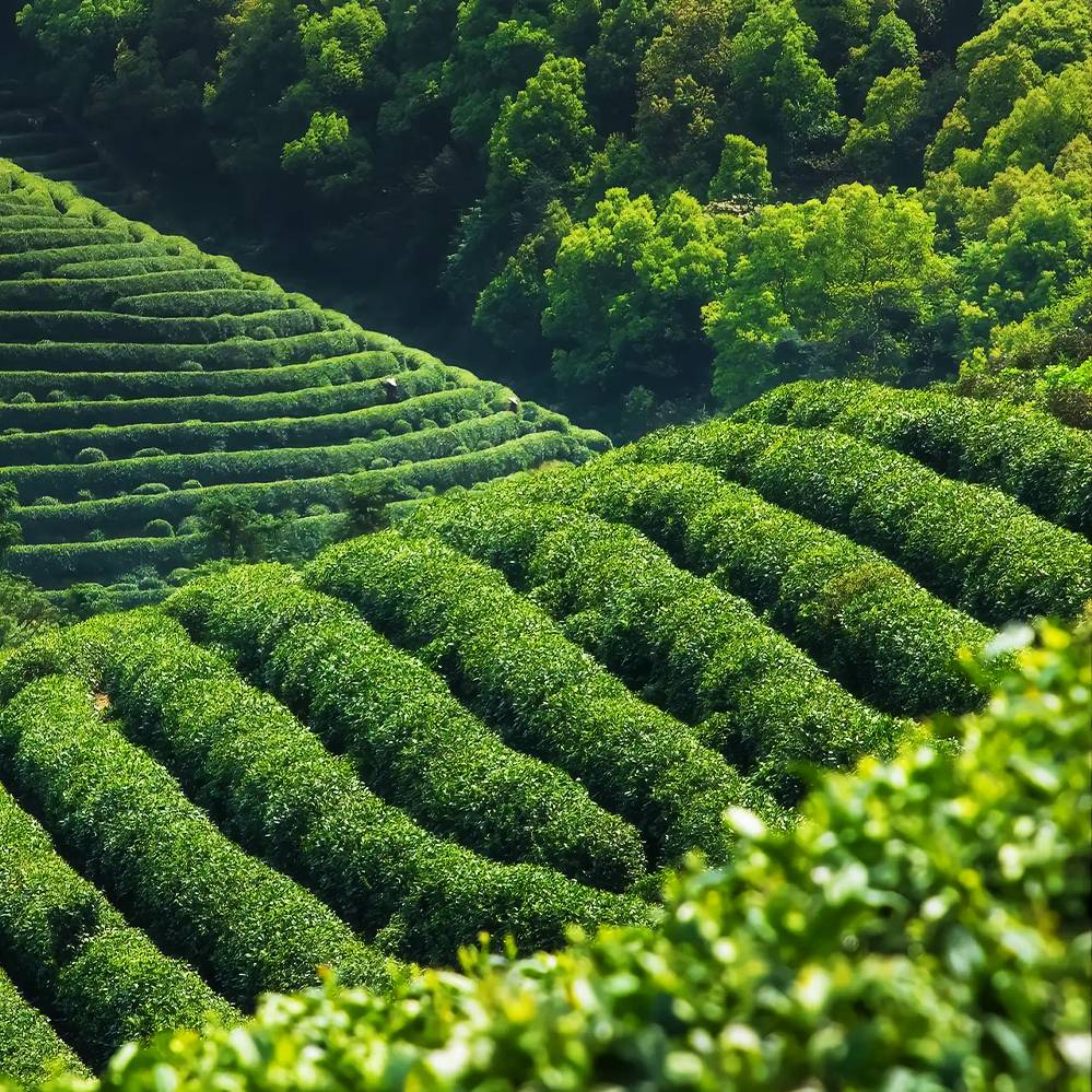 【朴雾白茶】小吴白茶 通用链接  老枞银针