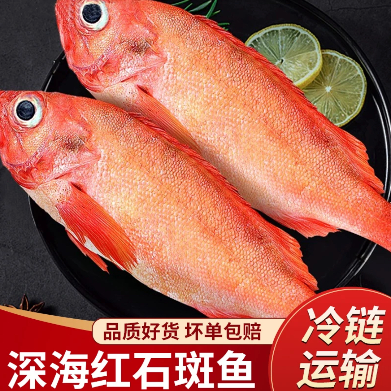 林蓝螺大规格红石斑鱼肉质鲜嫩营养丰富野生海捕红星斑班鱼