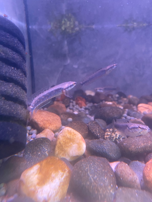 4-5幻红雷龙鱼。 