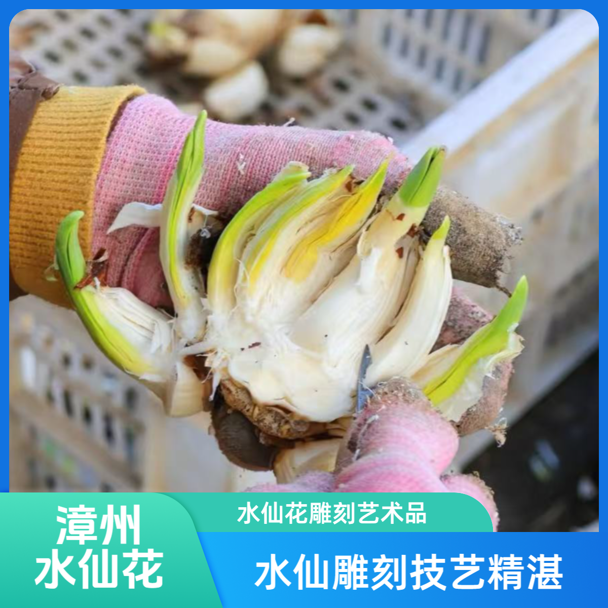 【雕刻水仙】漳州水仙花大种球雕刻矮化水培开花植物盆栽【未下水】