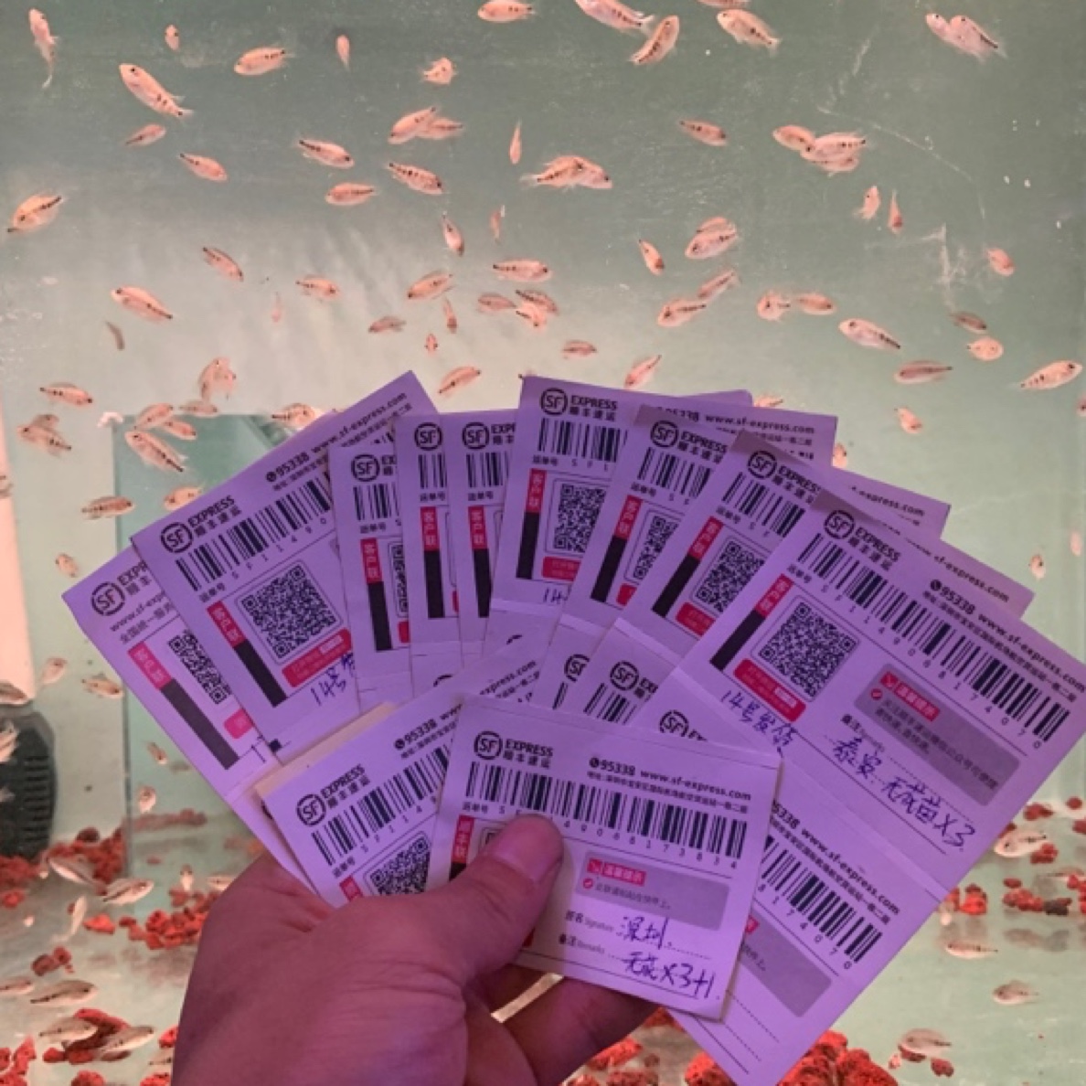 红马苗罗汉鱼苗观赏鱼活体鱼苗