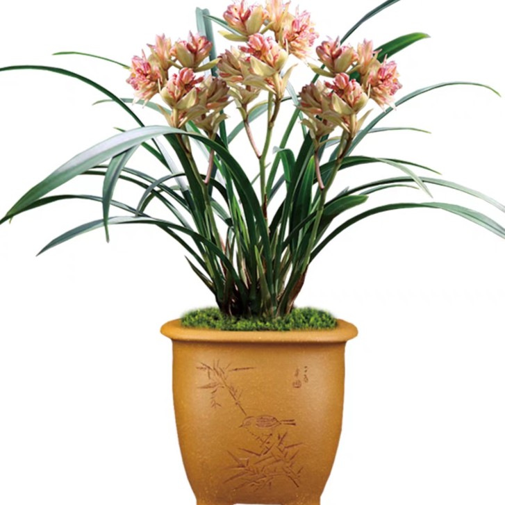 四季建兰 富山奇蝶 开奇花 浓香型好养 室内 外 桌面绿植花卉盆栽