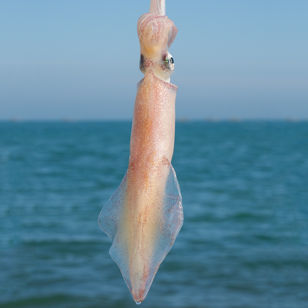 海钓火箭鱿活冻手钓大管鱿鱼 推荐白灼或涮烫