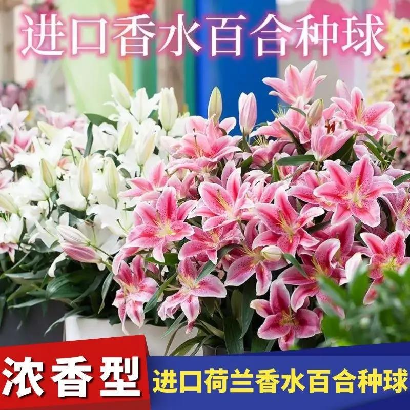 荷兰进口香水百合种球重瓣香水百合种球香水盆栽花卉秋花苗花种子