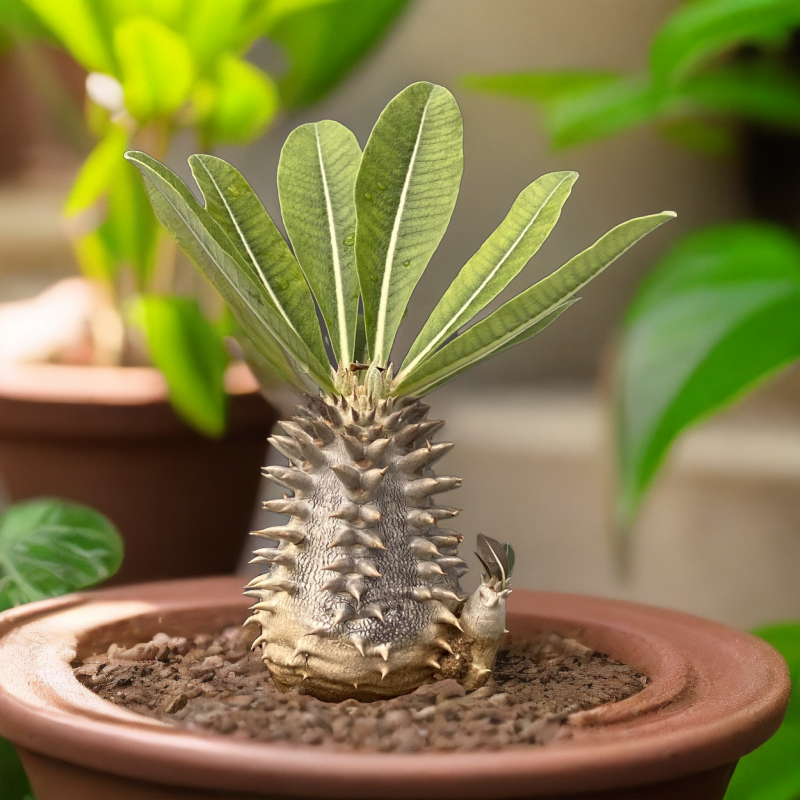 双排刺 多肉 小棒槌 盆栽  绿植