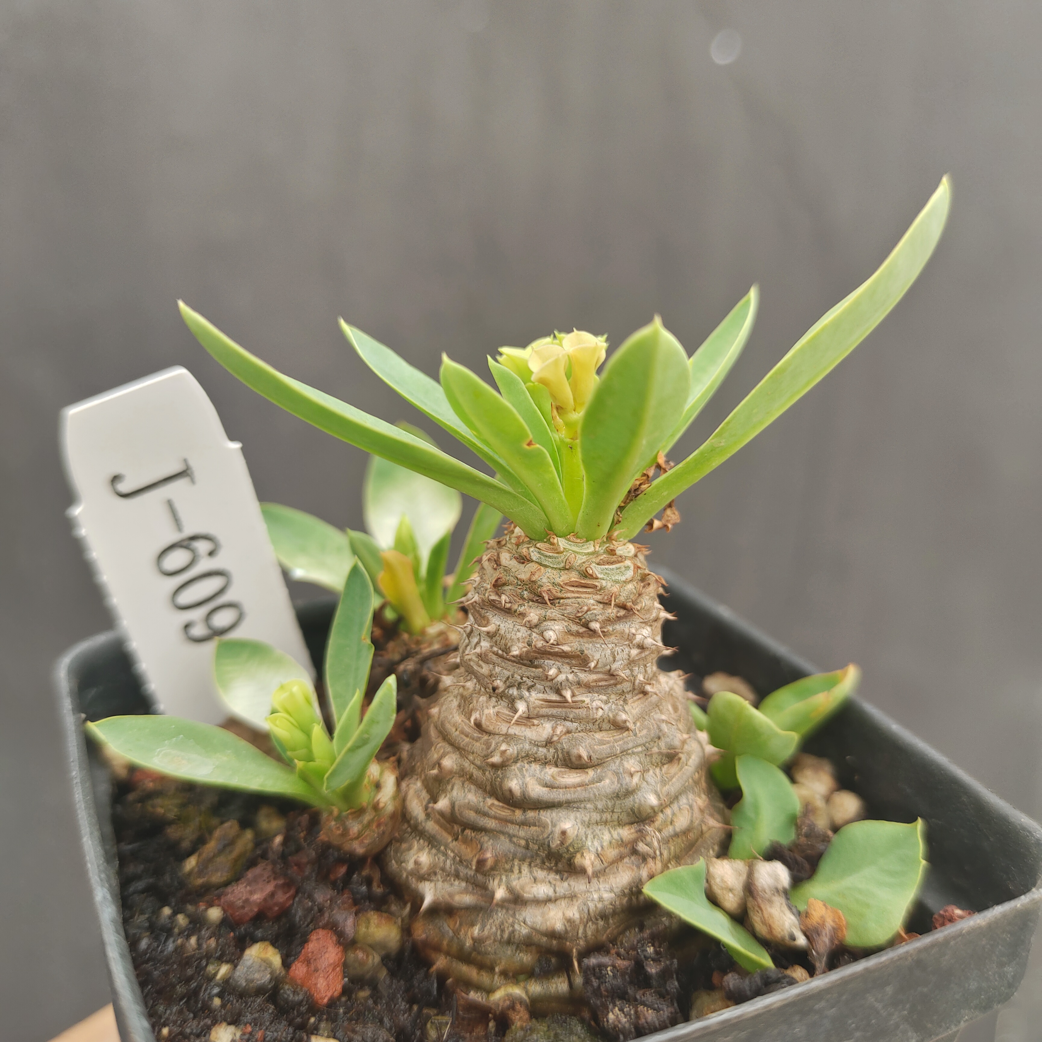 念珠大戟 多肉 块根