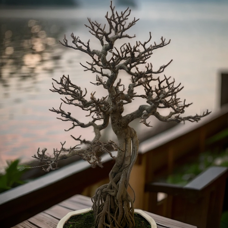 一物一拍】 精品 榆树 雀梅老桩盆景鲜活生长植物直播拍专用
