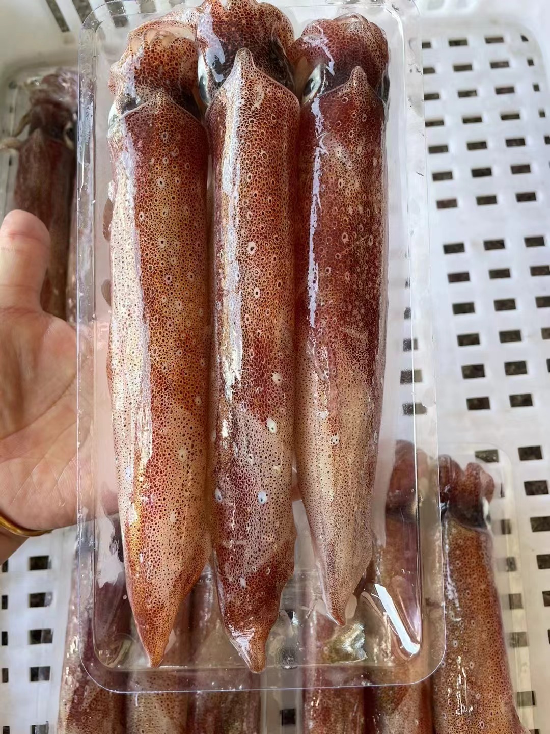 【蚝门】汫洲海鲜海钓手钓活鱿无泡水大鲜鱿鱼海兔广东顺丰冷链食用