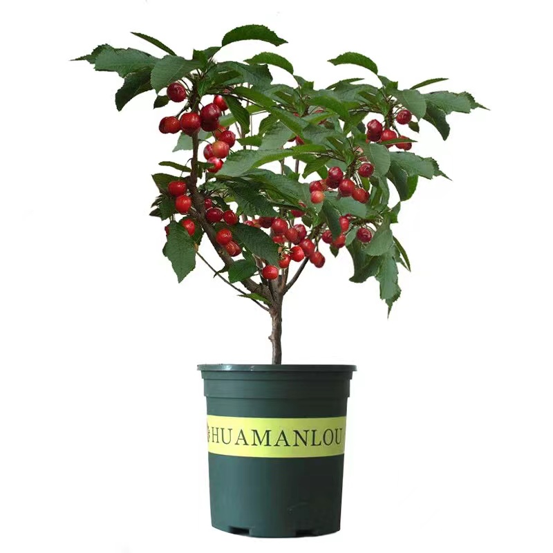 南北方均可种植盆栽地栽阳台庭院绿植花卉