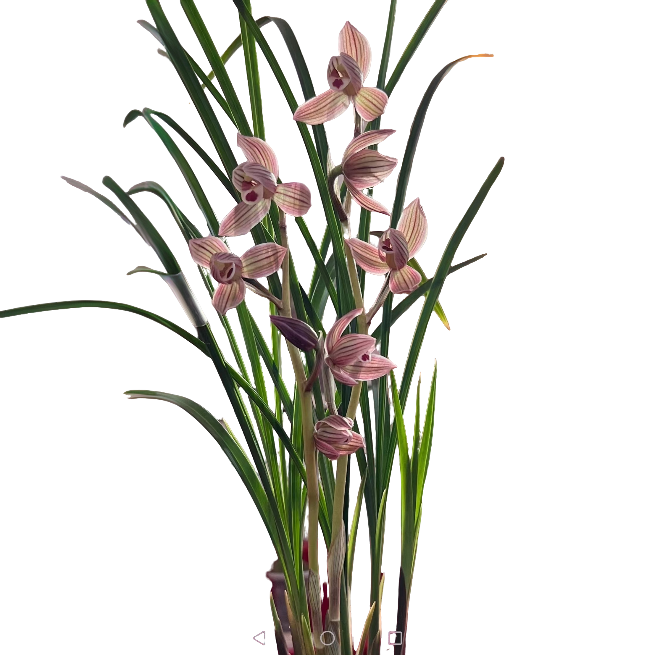 兰花绿植园艺花卉