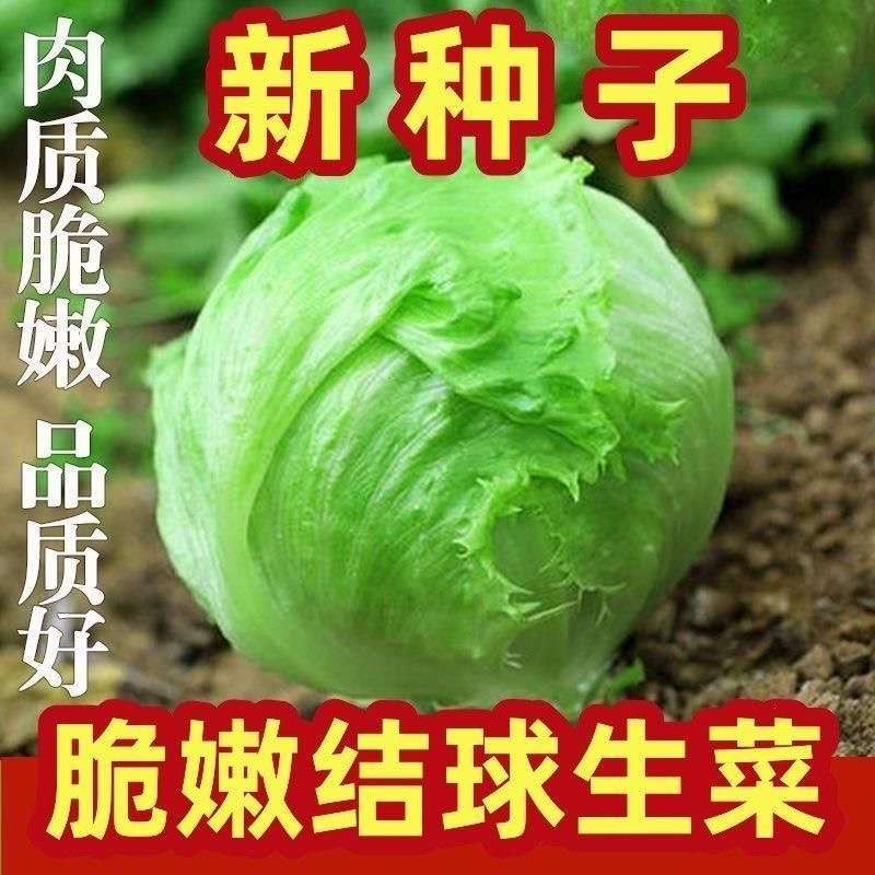 （全场满5元包邮）耐热结球生菜种子球生菜种籽包心球形阳台四季盆