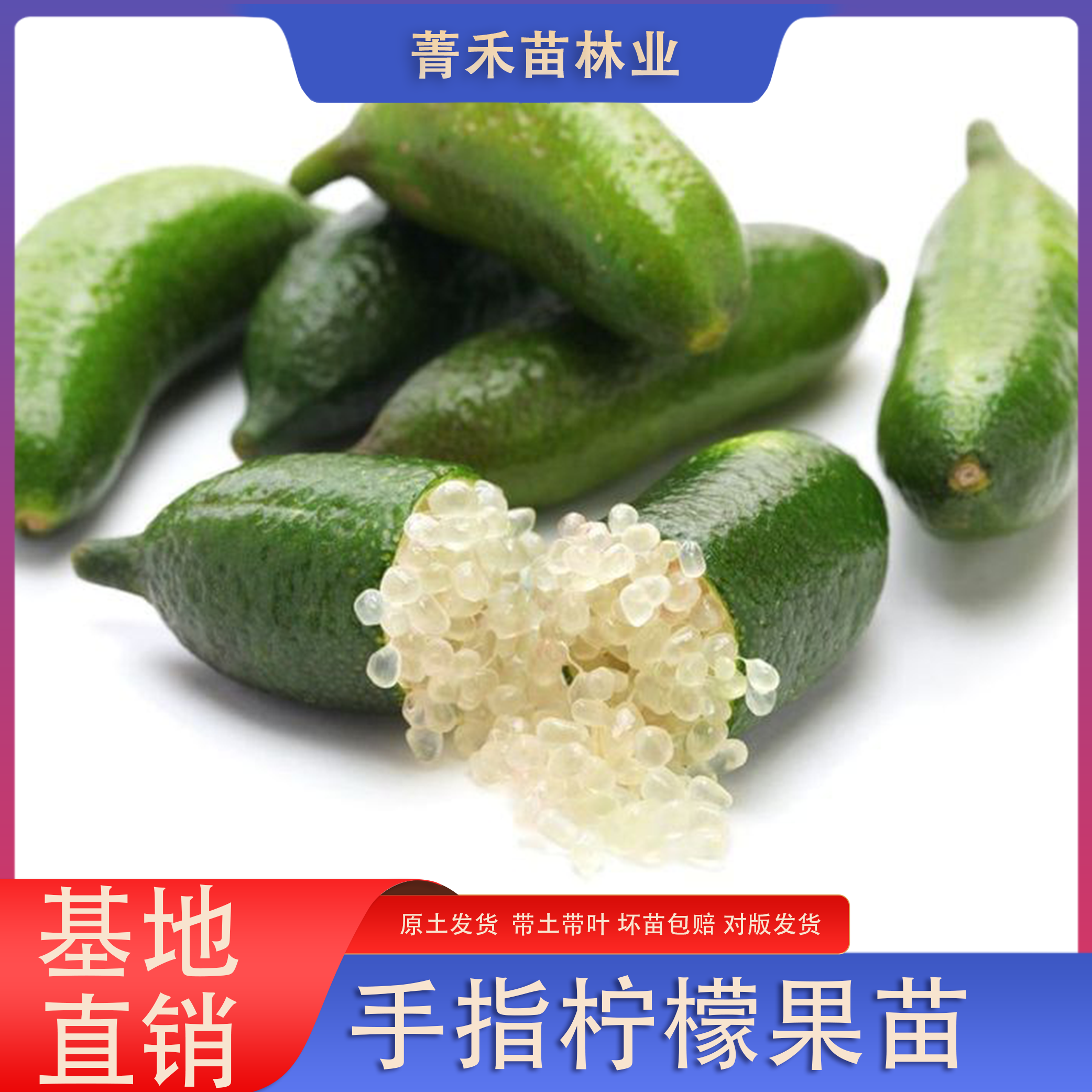 手指柠檬四季品种果树苗