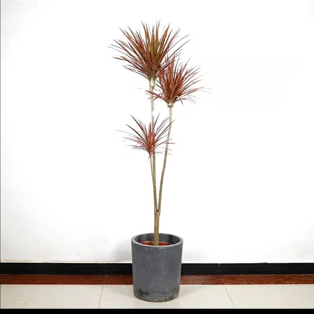 千年木 七彩马尾铁懒人绿植 室内外观叶绿植一物一拍（要换盆添土）