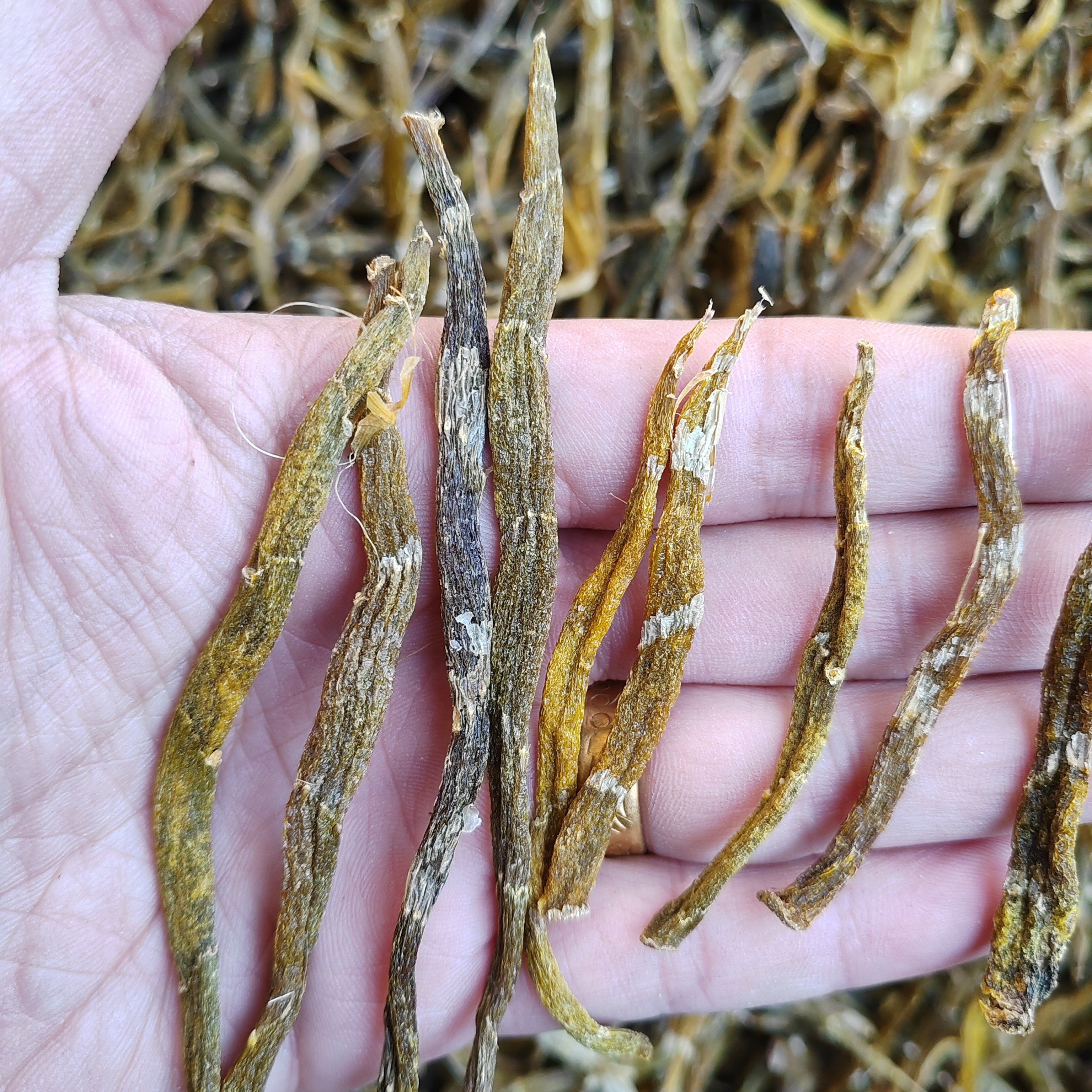珍虫石斛、原生态山货、树生珍虫石斛胶质强好货250g