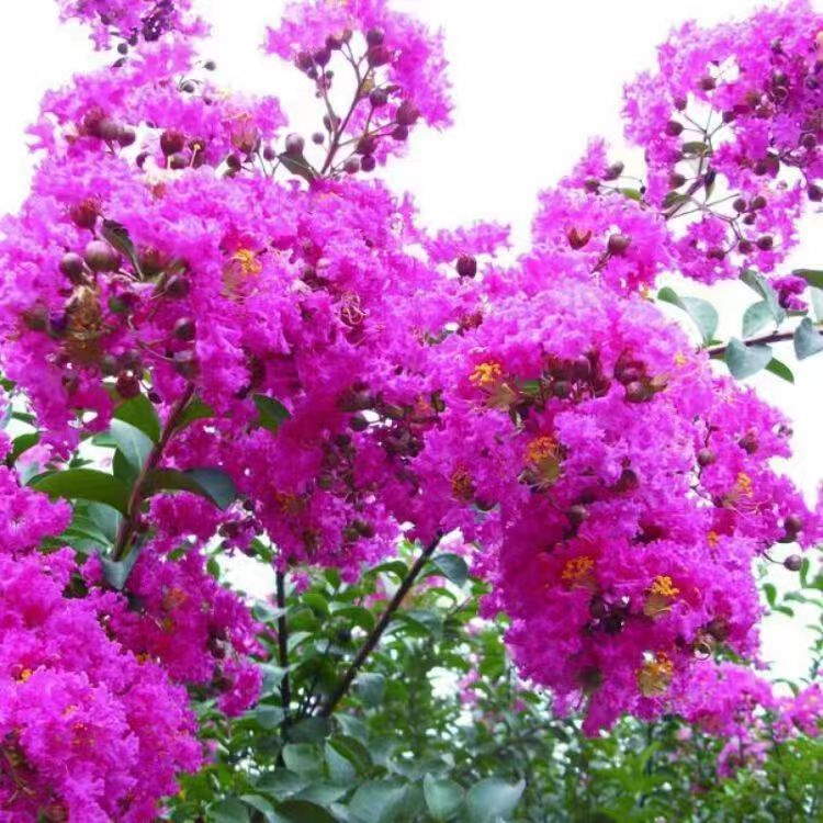 紫薇花百日紫地栽三角长春花绿植庭院
