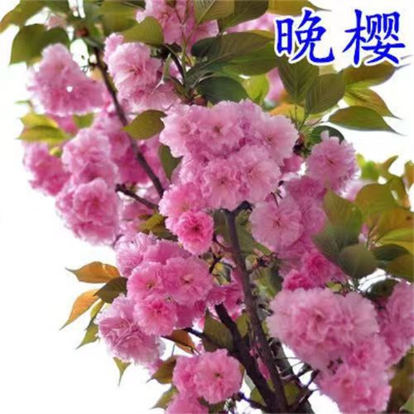 樱花树苗樱花大苗南北方庭院种植地栽盆栽花树园林植物绿化花卉养